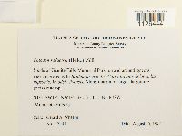 Entodon seductrix image