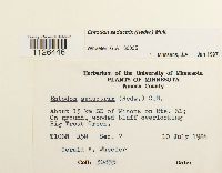 Entodon seductrix image