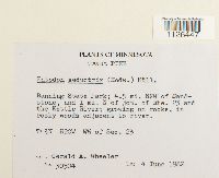 Entodon seductrix image