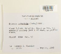 Entodon seductrix image