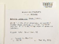 Entodon seductrix image