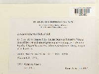 Entodon seductrix image