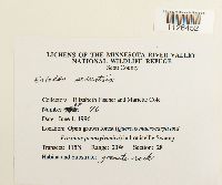 Entodon seductrix image