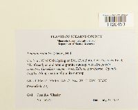 Entodon seductrix image