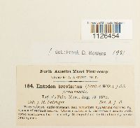 Entodon brevisetus image