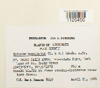 Entodon brevisetus image