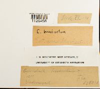 Entodon brevisetus image