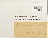 Entodon brevisetus image