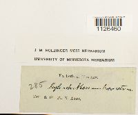 Entodon brevisetus image