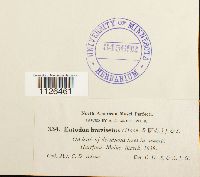 Entodon brevisetus image