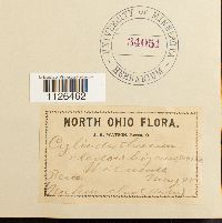 Entodon cladorrhizans image