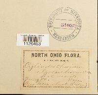 Entodon cladorrhizans image