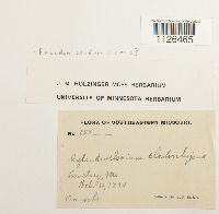 Entodon cladorrhizans image