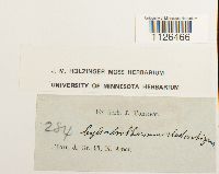 Entodon cladorrhizans image