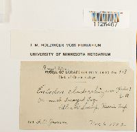 Entodon cladorrhizans image