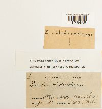 Entodon cladorrhizans image