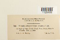 Entodon cladorrhizans image