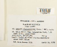 Entodon cladorrhizans image