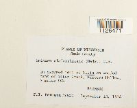 Entodon cladorrhizans image