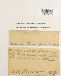 Entodon cladorrhizans image