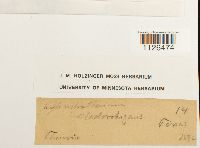 Entodon cladorrhizans image