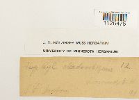 Entodon cladorrhizans image