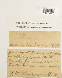 Entodon cladorrhizans image