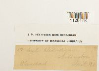 Entodon cladorrhizans image