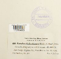 Entodon cladorrhizans image