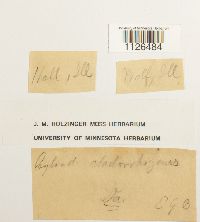 Entodon cladorrhizans image