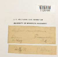 Entodon compressus image