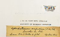 Entodon compressus image