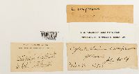 Entodon compressus image