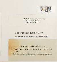 Entodon compressus image