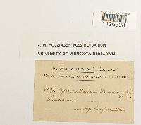 Thumbnail image of current specimen