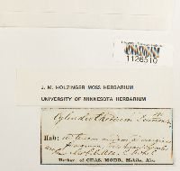 thumbnail image of current specimen