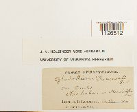 Thumbnail image of current specimen