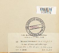 Thumbnail image of current specimen