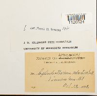 Entodon seductrix image