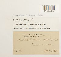 Entodon seductrix image