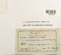 Entodon seductrix image