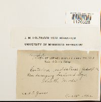 Entodon seductrix image