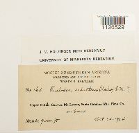 Entodon seductrix image