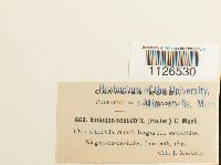 Entodon seductrix image