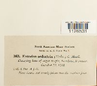 Entodon seductrix image