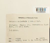 Entodon seductrix image