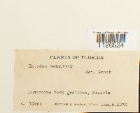 Entodon seductrix image