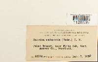 Entodon seductrix image