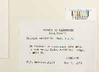 Entodon seductrix image