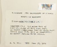 Entodon seductrix image